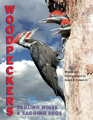 Woodpeckers Drilling Holes & Bagging Bugs